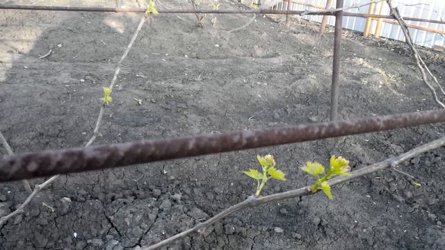 Апрельский заморозок. Температура (- 0,5 С). Виноград 2016. смотреть онлайн