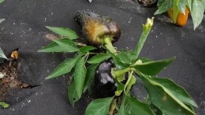 ПОДКОРМКА СЛАДКОГО ПЕРЦА ВО ВРЕМЯ ПЛОДОНОШЕНИЯ. ОБЗОР СЛАДКОГО ПЕРЦА!