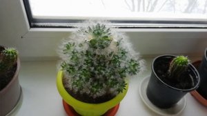 Пушистый кактус