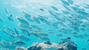 4K Underwater Wonders - Undersea Nature Relaxation Film - Reduce Stress And Anxiety