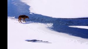 Песнь о собаке