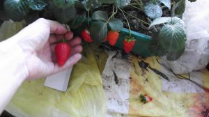 Клубника Азия на подоконнике. Огурцы и томаты на окне.