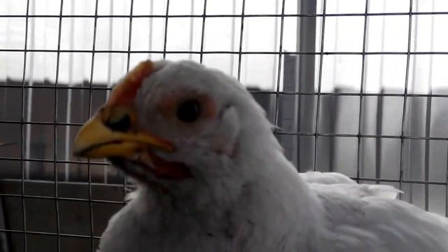 Бройлер "РОСС 308" - 35 дней. Broiler "ROSS 308" - 35th day. смотреть онлайн