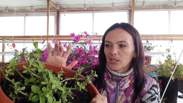 Зимний сад и огород. Начало работ в зимней теплице. Планы и задачи на зимний сезон. смотреть онлайн