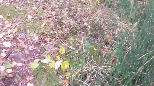 Сакутаро Хагивара - Тайна увиденного во сне сада при заброшенном доме