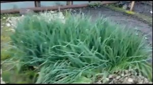 Крайняя срезка зелени и посевная лука Стардаст