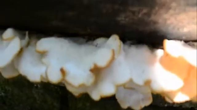 Orelha de Pau-Pycnoporus sanguineus смотреть онлайн