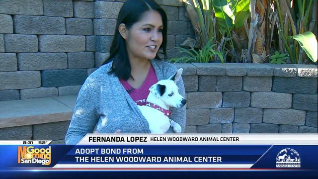 Helen Woodward Animal Center Adopt a Pet: Bond смотреть онлайн