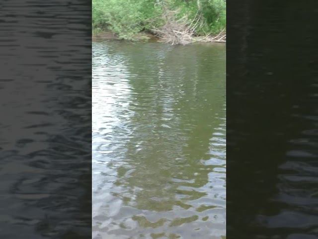 1106 РЫБНОЕ МЕСТО ЯМА, а мы ПОЙМАЛИ всего одну РЫБКУ #дмитрийяков #рыбалка #тайга #выживалово #лес