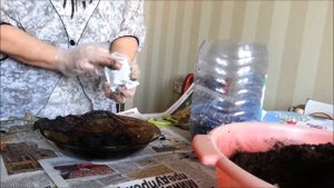 Посадка розы из пакета. Как сажать розы из пакета.