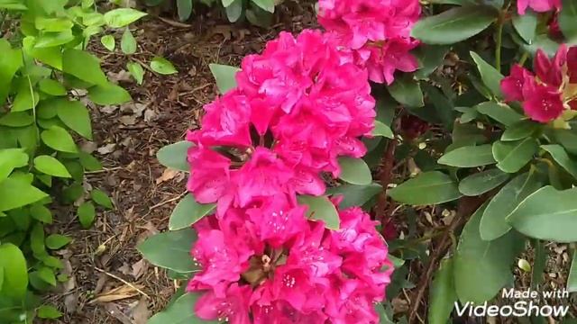 Рододендрон Rhododendron 'Nova Zembla'