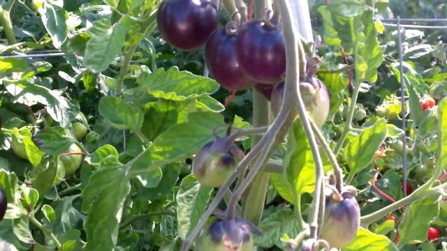 Plant Profile : Indigo Cherry Drops смотреть онлайн