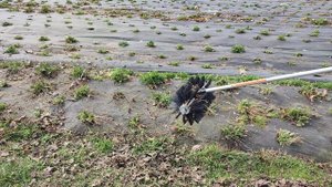 Работа щётки для чистки клубники к триммеру