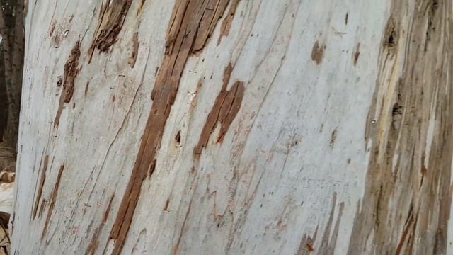 Эвкалипты: ГИГАНТСКИЕ деревья | Пицунда в феврале смотреть онлайн