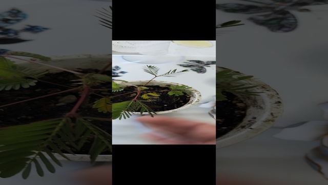 СТЫДЛИВАЯ МИМОЗА. Её особенность.