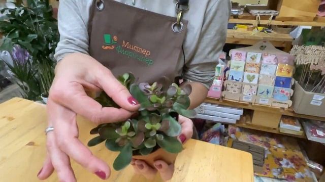Крассула Минор - настоящее денежное дерево | Как ухаживать за крассулой