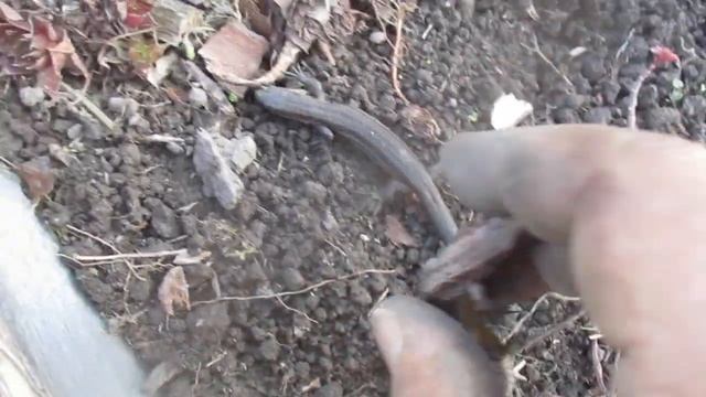 Ящерицы осенью прячутся под землю. смотреть онлайн