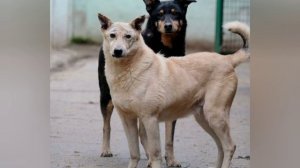 Снять приворот на месячные. На кусок мяса заговор.