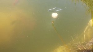 Техноплактон от Mihona 28