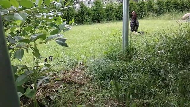 Квочка с цыплятами июнь 2018г смотреть онлайн