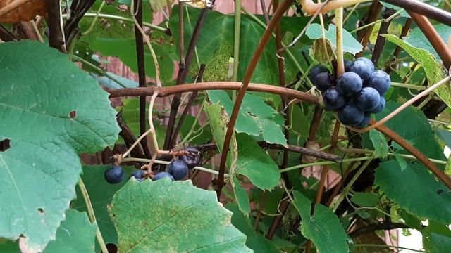 Почему обрезают виноград 🍇 # уходзавиноградом,#обрезкавинограда # легендаовинограде, # притчаовиног