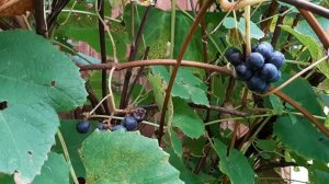 Почему обрезают виноград 🍇 # уходзавиноградом,#обрезкавинограда # легендаовинограде, # притчаовиног