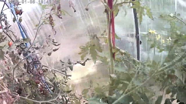 Томаты сибирской теплицы. Хорошие сорта смотреть онлайн