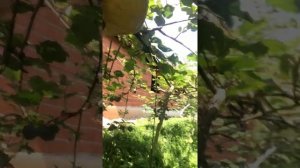 ВЫРАЩИВАЕМ КИВИ ХЭЙВОРД ИСПАНИЯ 1, (Идёт опыление!)