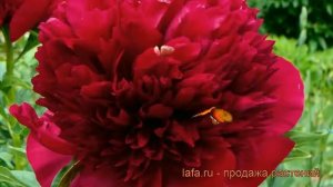 Пион травянистый Ред Чарм (paeonia) ? пион Ред Чарм обзор: как сажать рассада пиона Ред Чарм