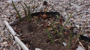 Что делать с розами посаженными осенью Март 2020