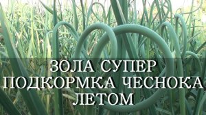 ЗОЛА - СУПЕР ПОДКОРМКА ДЛЯ ЧЕСНОКА ЛЕТОМ / чем лучше удобрять чеснок?