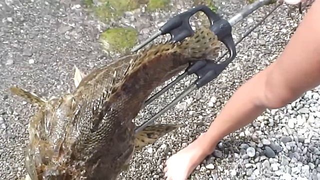 Желтый крабик и Большая скорпена Черного моря. смотреть онлайн