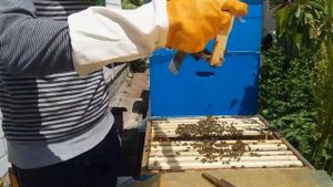 Подсадка маток. Семья не принимает матку. Завелась трутовка. Исправление трутовой семьи.