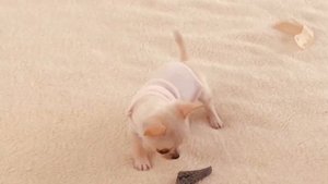 Чихуахуа супер мини и мелкий стандарт.