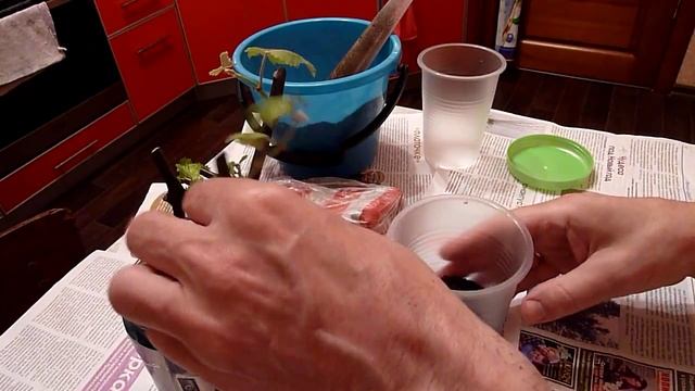 Укоренение черенков винограда. (Rooting of cuttings of grapes) смотреть онлайн