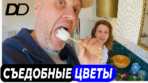 СЪЕДОБНЫЕ ЦВЕТЫ!!! ЕДА ИЗ ЦВЕТОВ ПРОДЛЕВАЕТ ЖИЗНЬ! САЛАТ ИЗ ТЮЛЬПАНОВ И ФАРШИРОВАННЫЕ "СОРНЯКИ"!