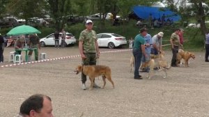 Выставка охотничьих собак.Часть -2.Город Новоалександровск.Ежегодно проводится выставка собак.