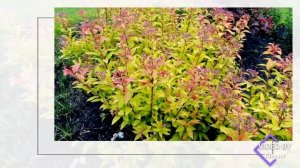 Виртуальная экскурсия "Декоративные кустарники в ландшафтном дизайне"