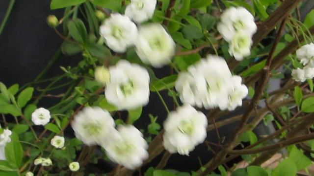 MVI 3371 смотреть онлайн