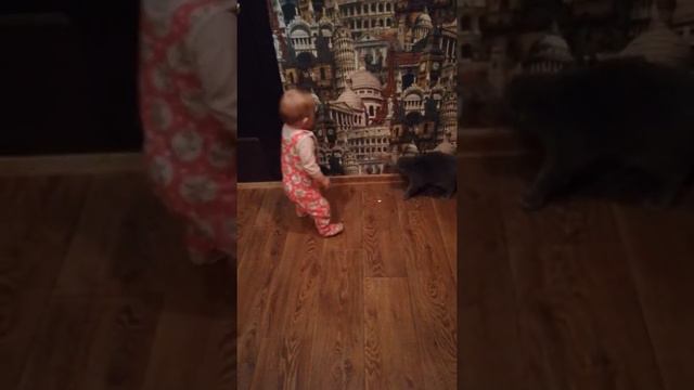 Вислоухий котик и малышка гоняются за лазерной точкой смотреть онлайн