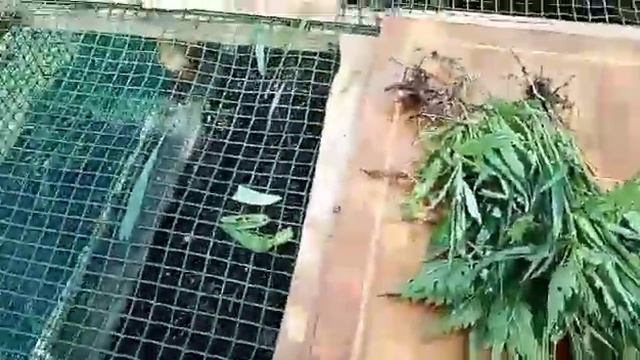 Илья кормит куриц и цыплят