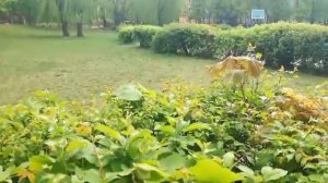 СЕВЕРНАЯ КОРЕЯ В СРАВНЕНИИ С ДРУГИМИ СТРАНАМИ! ПРИРОДА СЕВЕРНОЙ КОРЕИ