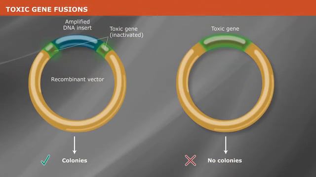 How Does the NEB PCR Cloning Kit Work? смотреть онлайн