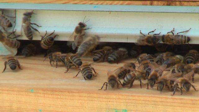 Профессор Кашковский: В феврале ожидается потепление, завтра +12, что делать? смотреть онлайн
