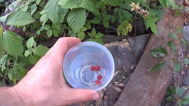 ЗАКАЗАЛИ КУХНЮ\ЕСТЬ НЮАНСЫ\ТОСТЫ НА ЗАВТРАК\ПОВЕСИЛИ ЛЮСТРУ\МУЖ НАБРАЛ МАЛИНЫ\ЗАКУСКА ИЗ КАБАЧКОВ смотреть онлайн