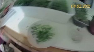 Сажу на микрозелень чечевицу, горох и маш. Проростки бобовых. Салат из проростков с микрозеленью