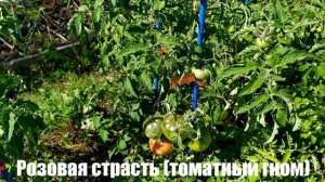 Микрообзор сорта  томата Розовая страсть (гном)