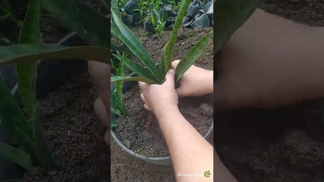 Sansevieria Parva 'Kenya Hyacinth' propagation after long overdue | Snakeplant propagation | #Short