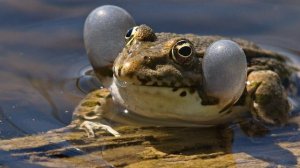 Земноводные 2