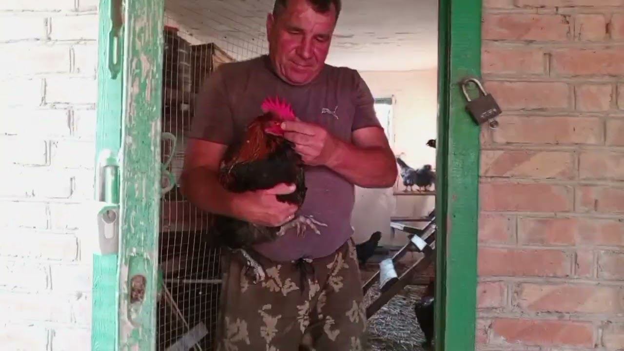 Взвешиваем петухов бандитов испытываем зернодробилку.